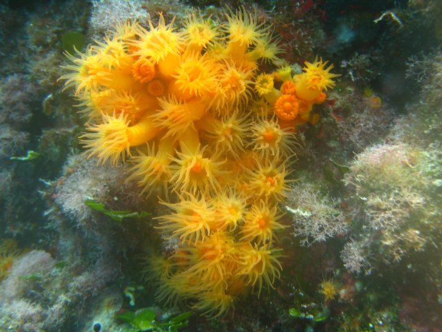 margherite-di-mare seconda classifiacata